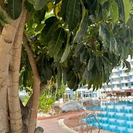 Island Paradise At Park *